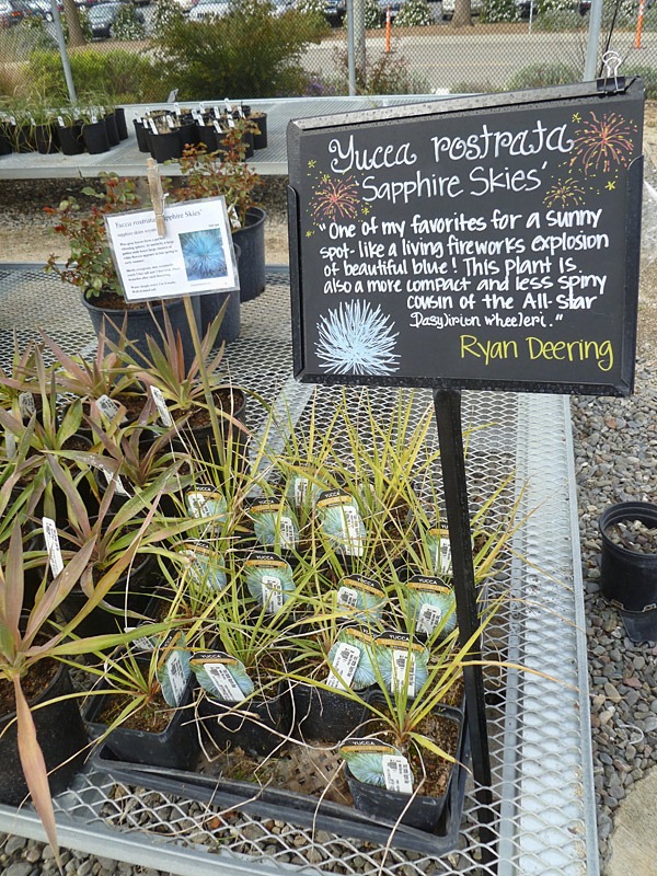 [120310_UCDArboretum_Yucca-rostratra-Sapphire-Sky%255B12%255D.jpg]