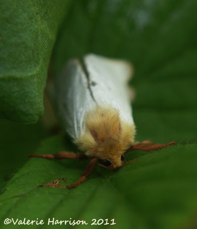 [ghost-moth-2%255B2%255D.jpg]