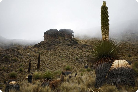 puya6 puya6
