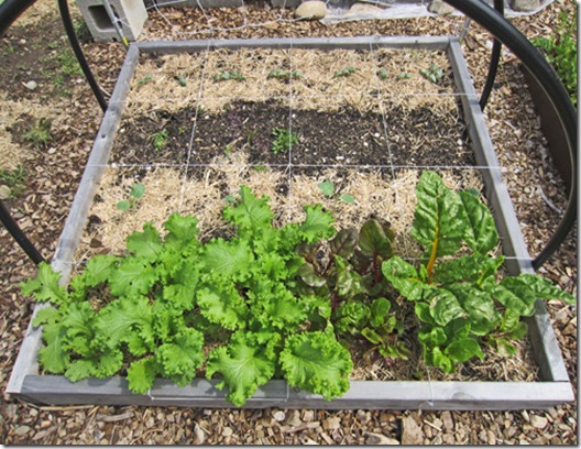 Green Wave mustard and swiss chard