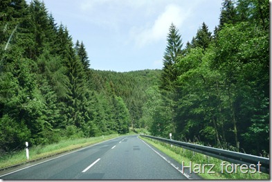 Harz forest