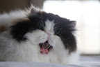 But, as I open my mouth a little bit wider...