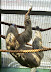 National Zoo in August