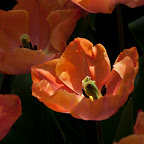 DSC_0695.jpg