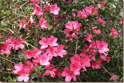 azaleas3  2-15-13