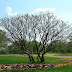 Gellért-hegy / Park a hegytetőn
