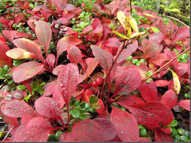 Bear Berry with berry