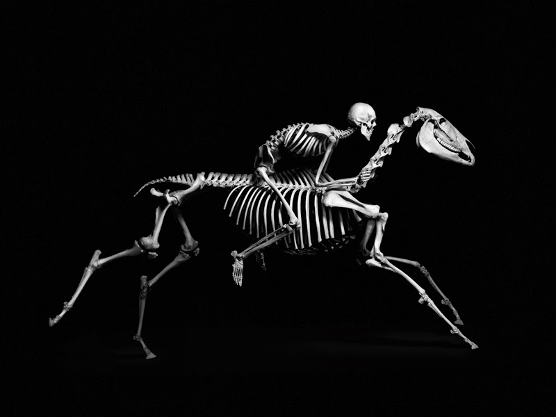 Фотографии анатомических скелетов (11 фото)