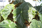 Their leaves can be a half-inch across or measure more than a full foot, like this one called Their leaves can be a half-inch across or measure more than a full foot, like this one called