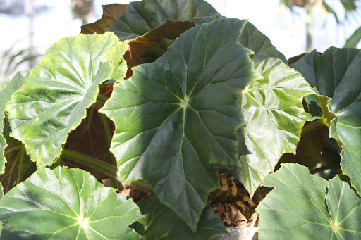 Their leaves can be a half-inch across or measure more than a full foot, like this one called Their leaves can be a half-inch across or measure more than a full foot, like this one called