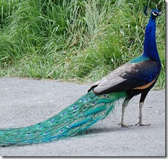 aviary11
