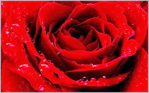 557108_nature_flowers_flower_red_roses_2560x1600_(www.GdeFon.ru)