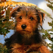 fotosperrosyorkshireterrier.jpg. fotos L'ospitalet