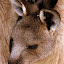 Little Joey Roo - Hobart, Australia