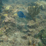 Diving and Sailing Caribbean