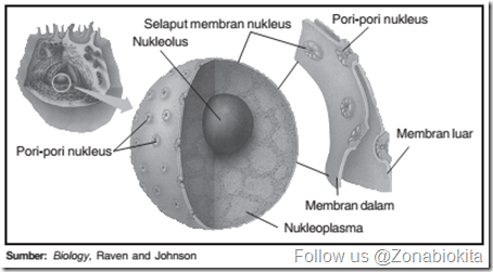Nukleus sel_zonabiokita Nukleus sel_zonabiokita