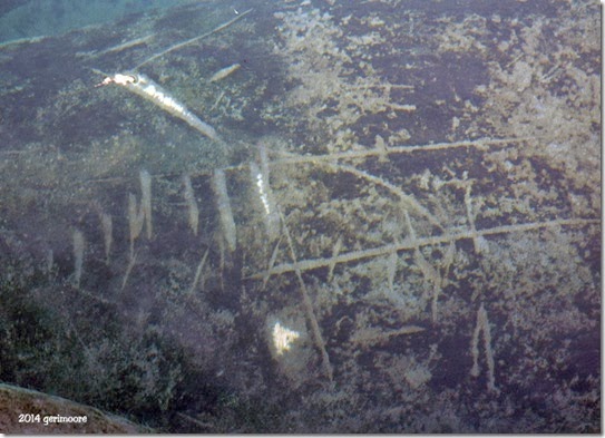 Blue Springs SP Geri 087 Blue Springs SP Geri 087