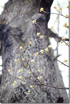 Dogwood 001
