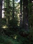 california_sequoia