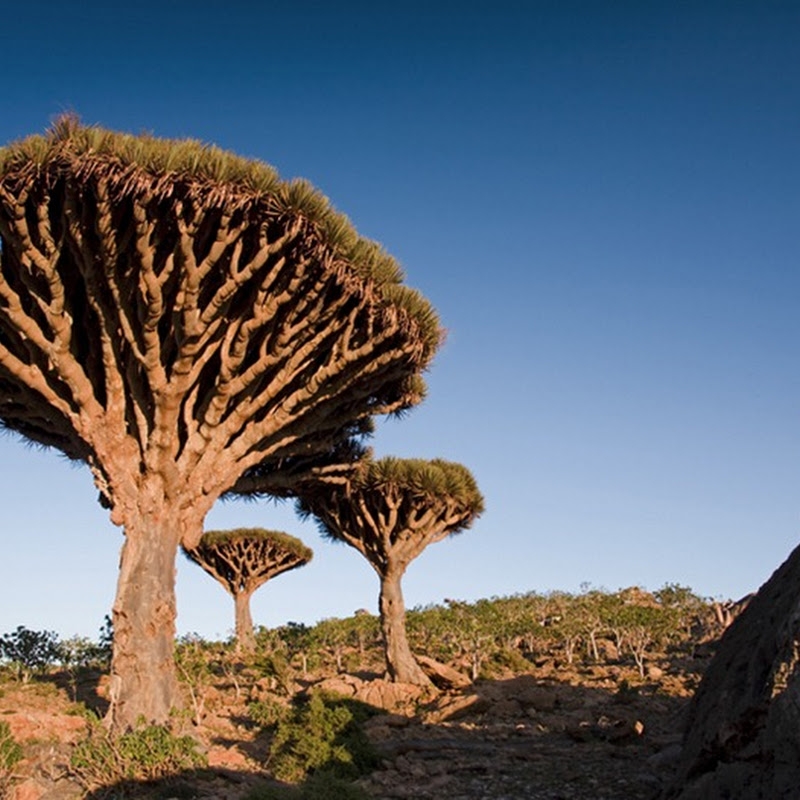 Socotra The Island of Strange Plants Amusing