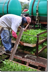 planting watermelons 032212 (31)