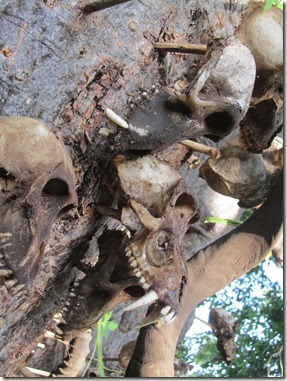 Baboon skulls