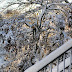 2011-12 First Winter Storm 1004.jpg
