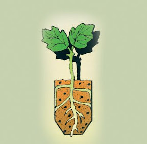 The root tip makes contact with the air and dies off.