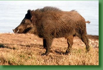 [jabali%255B2%255D.jpg]