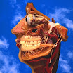Teeth in the face.jpg
