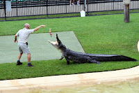 Feeding the crocs