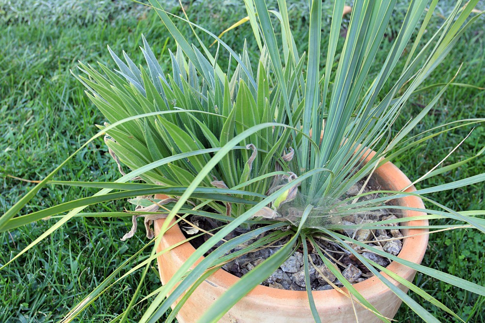 [120908_Yucca-rostrata-%252B-Echium-wildpretii_05%255B2%255D.jpg]