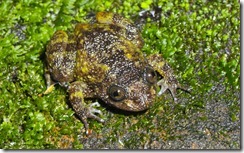 DEVEN'S NIGHT FROG- Nyctibatrachus deveni DEVEN'S NIGHT FROG- Nyctibatrachus deveni