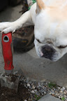 Next, I'll dig a hole with this trowel.