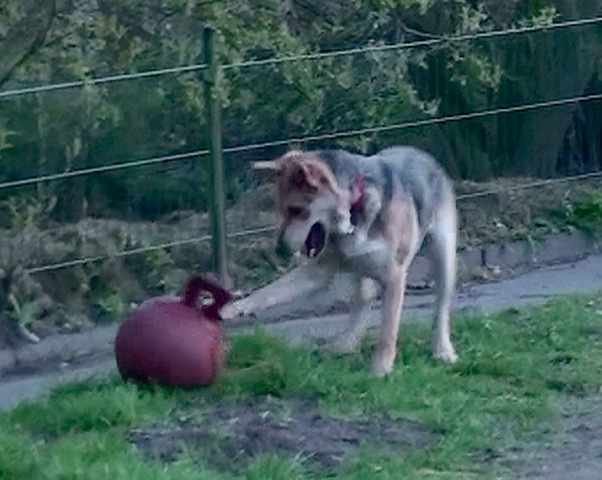 [ball2%255B2%255D.jpg]