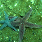 Zeesterren