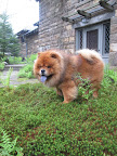 Wow, that was hard work!  Time to relax my paws in this soft, mossy ground cover.