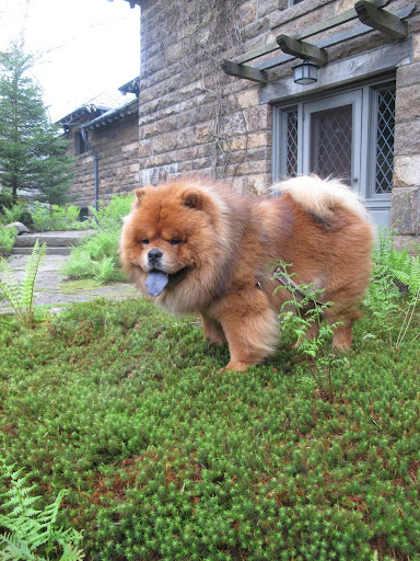 Wow, that was hard work!  Time to relax my paws in this soft, mossy ground cover.