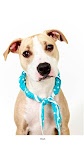 Tender Talented Tasa/Te'Se
(See link in post for details on Te'Se who is at The Humane Society of New York)
Photo by Richard Phibbs
