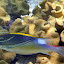 A Fish Swimming In The Coral - Oak Beach, Australia