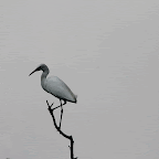 IMG_6688-MOTION.gif