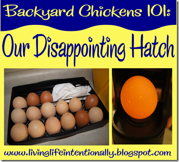 Backyard Chickens 101 Hatching Chickens and what to do if it all goes wrong - sexed mail order baby chicks Backyard Chickens 101 Hatching Chickens and what to do if it all goes wrong - sexed mail order baby chicks