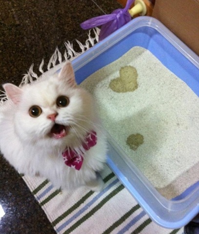 [strange-cats-expain-that-enhanced-buzz-5966-1334165674-28%255B2%255D.jpg]