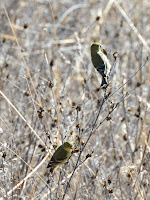 DSC_7682.jpg