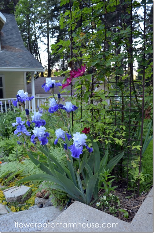 front walk iris and Bourban