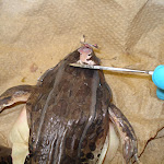 dissect32_brain.jpg