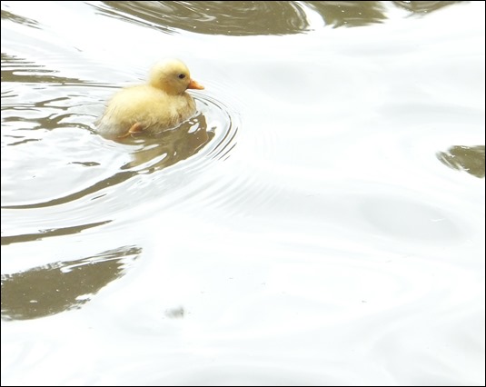 Baby duck Queens Park Crewe