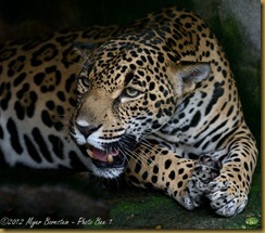 jaguar (Panthera onca)