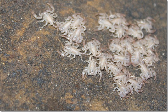 Skorpionbabys Skorpionbabys