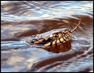 05 - Water Moccasin